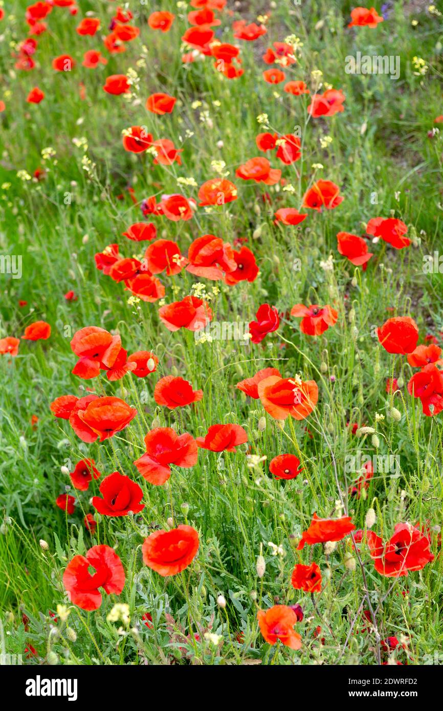 Klatschmohn Blüte, Papaver rhoeas Foto Stock