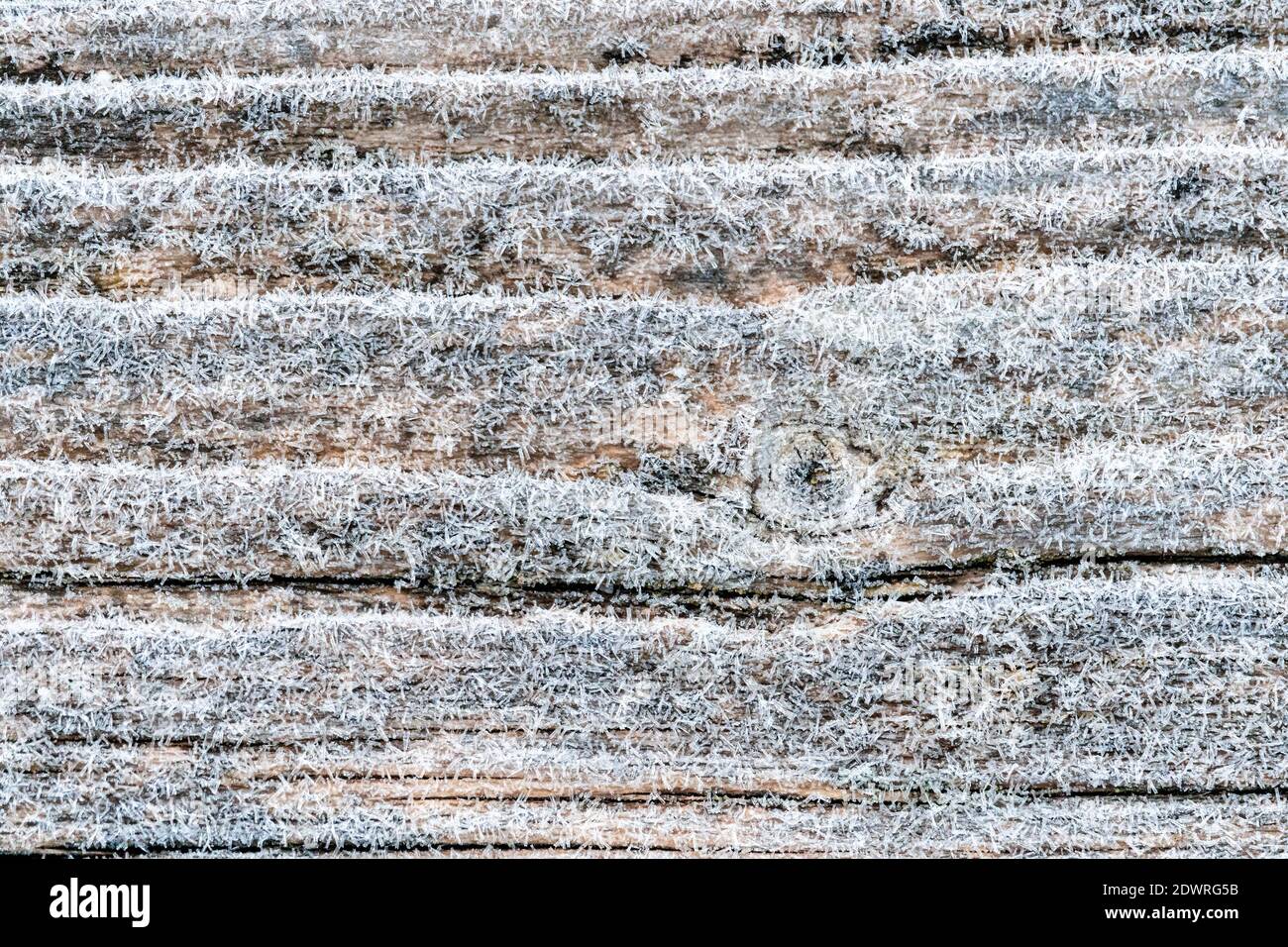 Primo gelo su una superficie di legno di pino nero sbiadito e fresco blu con tavole invecchiate allineate. Bellissimo microcosmo surgelato astratto Foto Stock