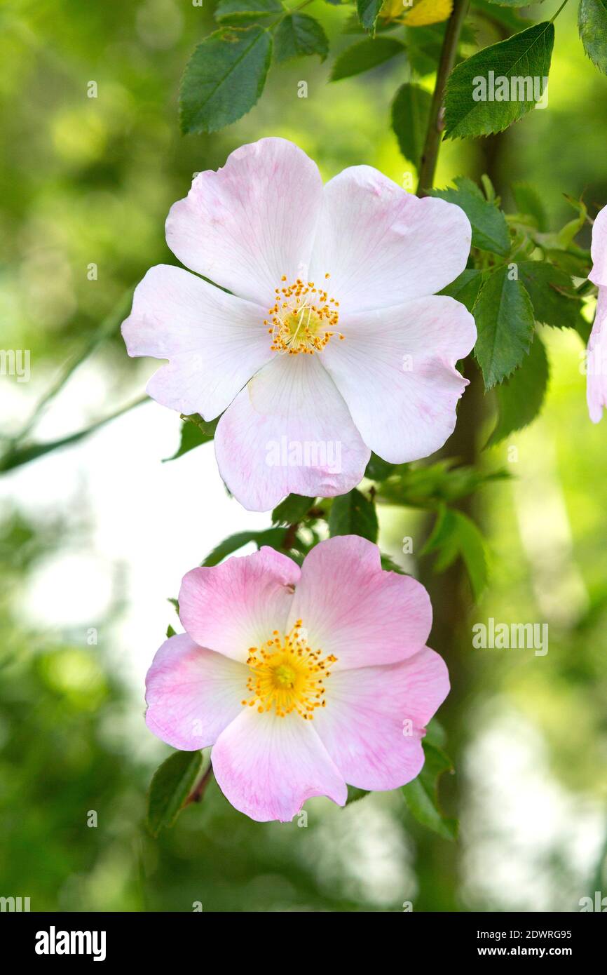Hagebutte Blüten, Rosa canina Foto Stock