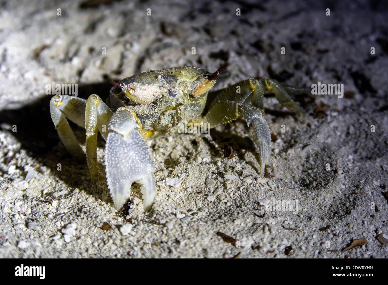 Granchio fantasma cornuto (Ocypode ceratoftalma) in piedi sulla spiaggia di sabbia di notte, Maldive, primo piano. Foto Stock