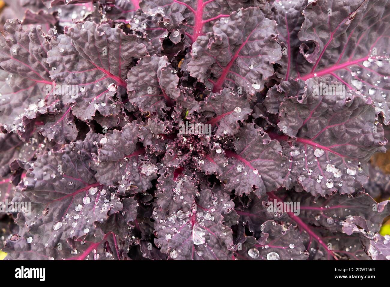 Impianto ibrido Kalette kalettes F1 visto dall'alto Crescere in giardino nel dicembre inverno 2020 Carmarthenshire Galles UK KATHY DEWITT Foto Stock