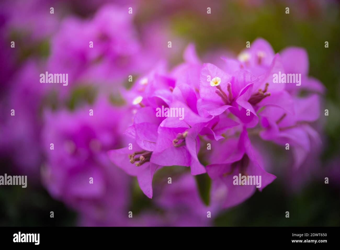 Fiore rosa bougainvillea con stile bokeh.16:9 di bellezza Foto Stock