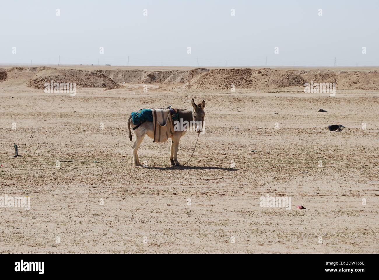 Asino Saudita Foto Stock