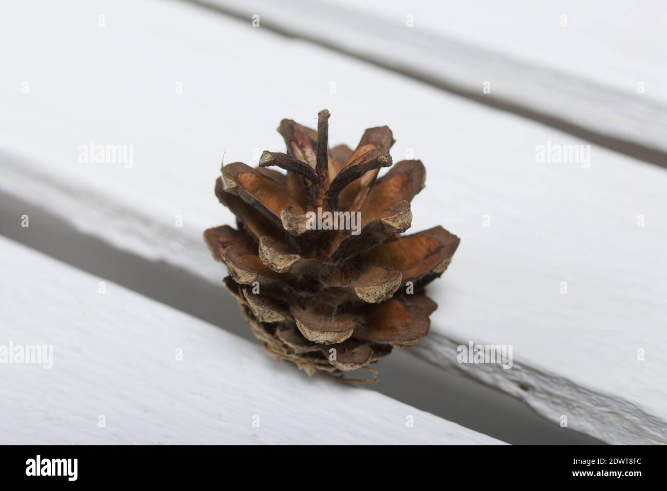 Cono di pino. Su tavole di pino bianche. Primo piano. Foto Stock