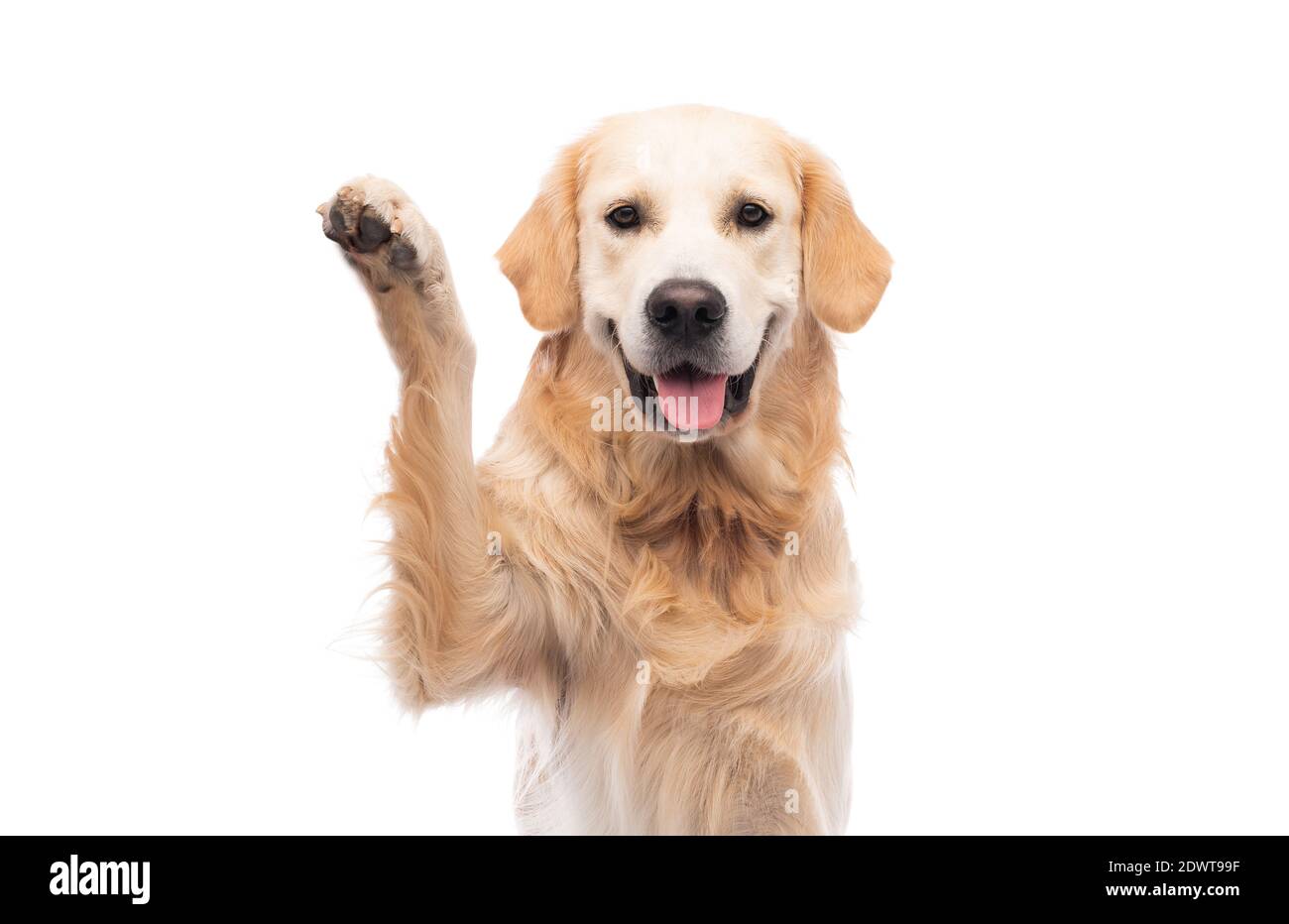 Golden retriever cane con zampa in su isolato su un bianco sfondo Foto Stock