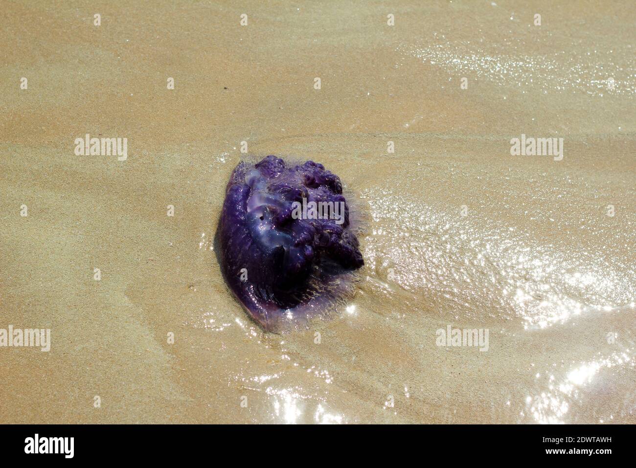 Meduse viola si sono arenate sulla spiaggia di Goa Foto Stock