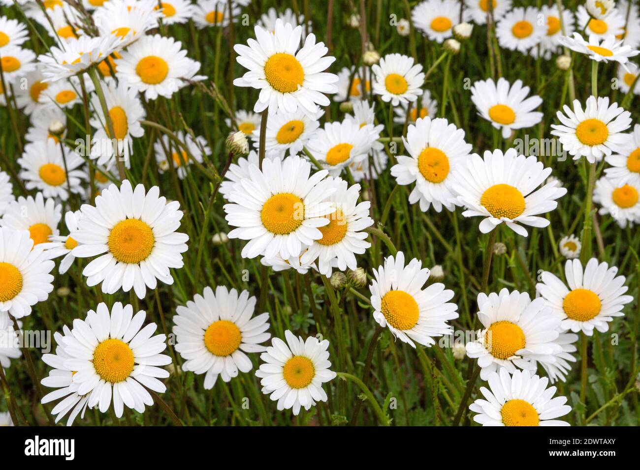 Margeriten, Leucanthemum vulgare Foto Stock