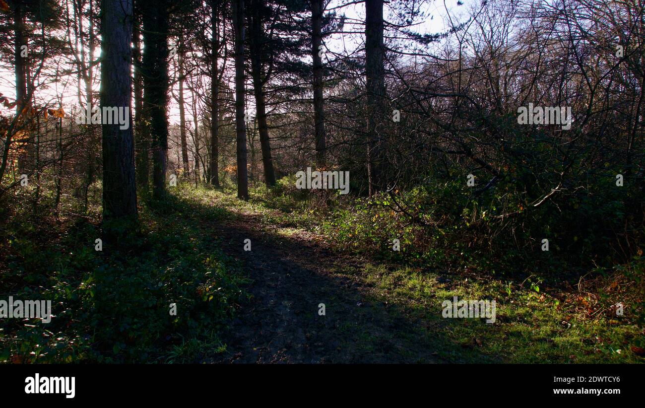 Autunno inverno bosco scena in Inghilterra con ombre che arrivano attraverso alberi Foto Stock