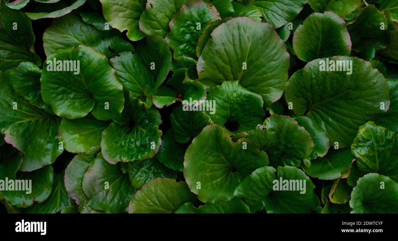 Cornice completa di verde bergenia cordifolia o elefanti orecchie fogliame Foto Stock