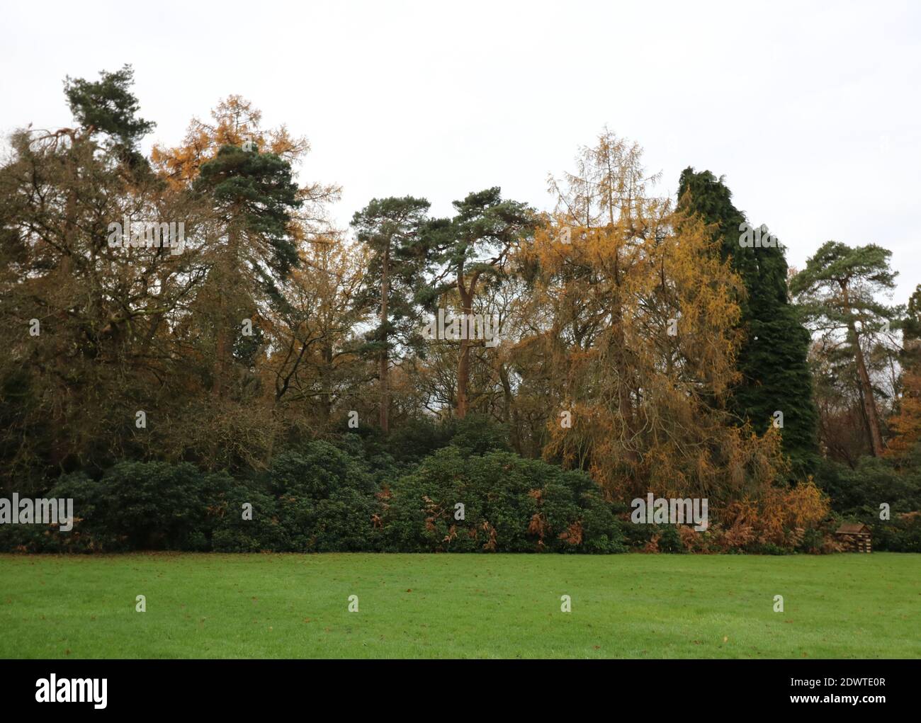 Scena autunnale che mostra foglie di albero ingiallenti, cespugli e erba con copyspace Foto Stock