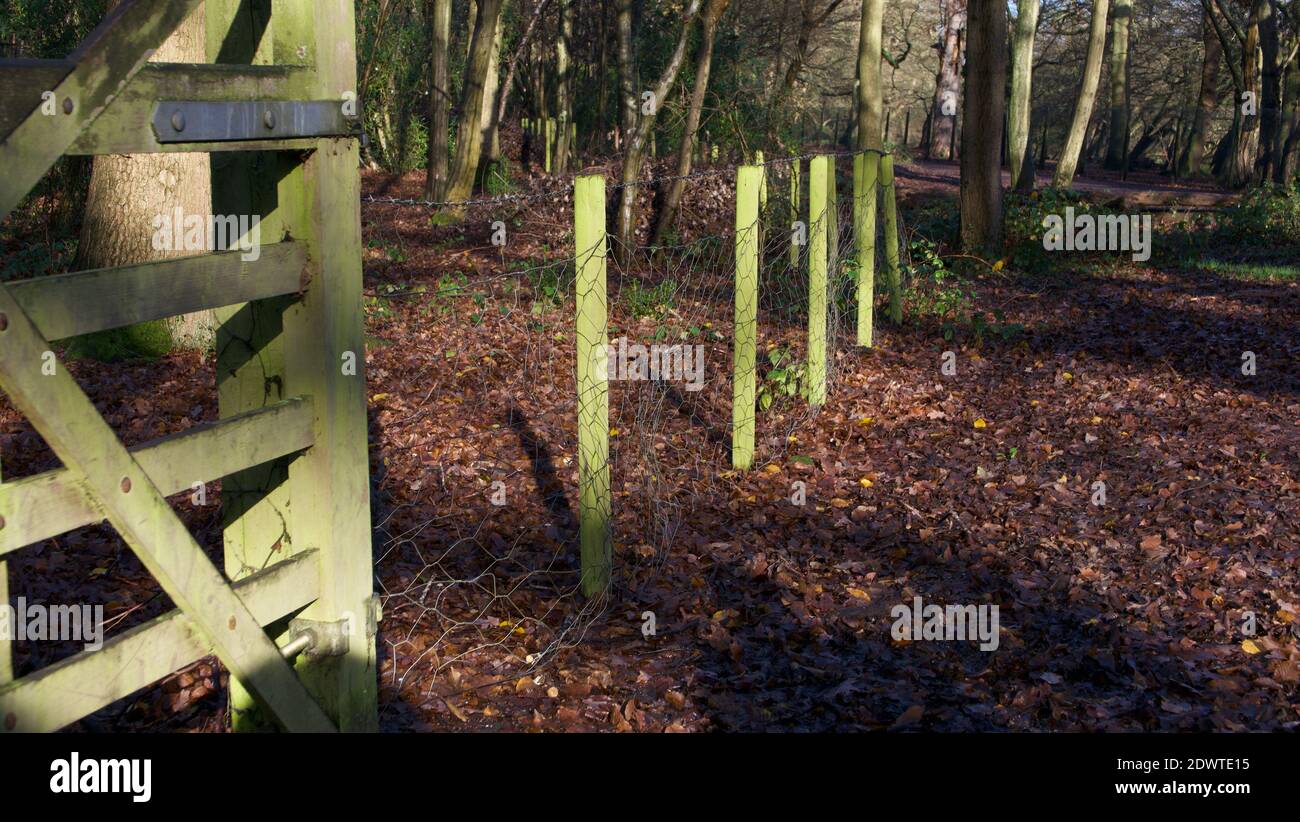 Scenario boschivo inglese con pali recintati verdi e foresta verde cancello Foto Stock