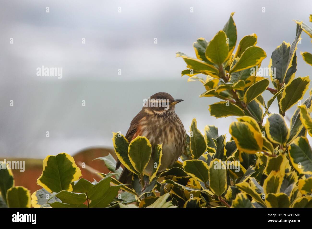 Regno Unito migrante nomadico uccello, redwing, turdus iliacus, seduta su agile cespuglio con neve d'inverno a terra. Foto Stock