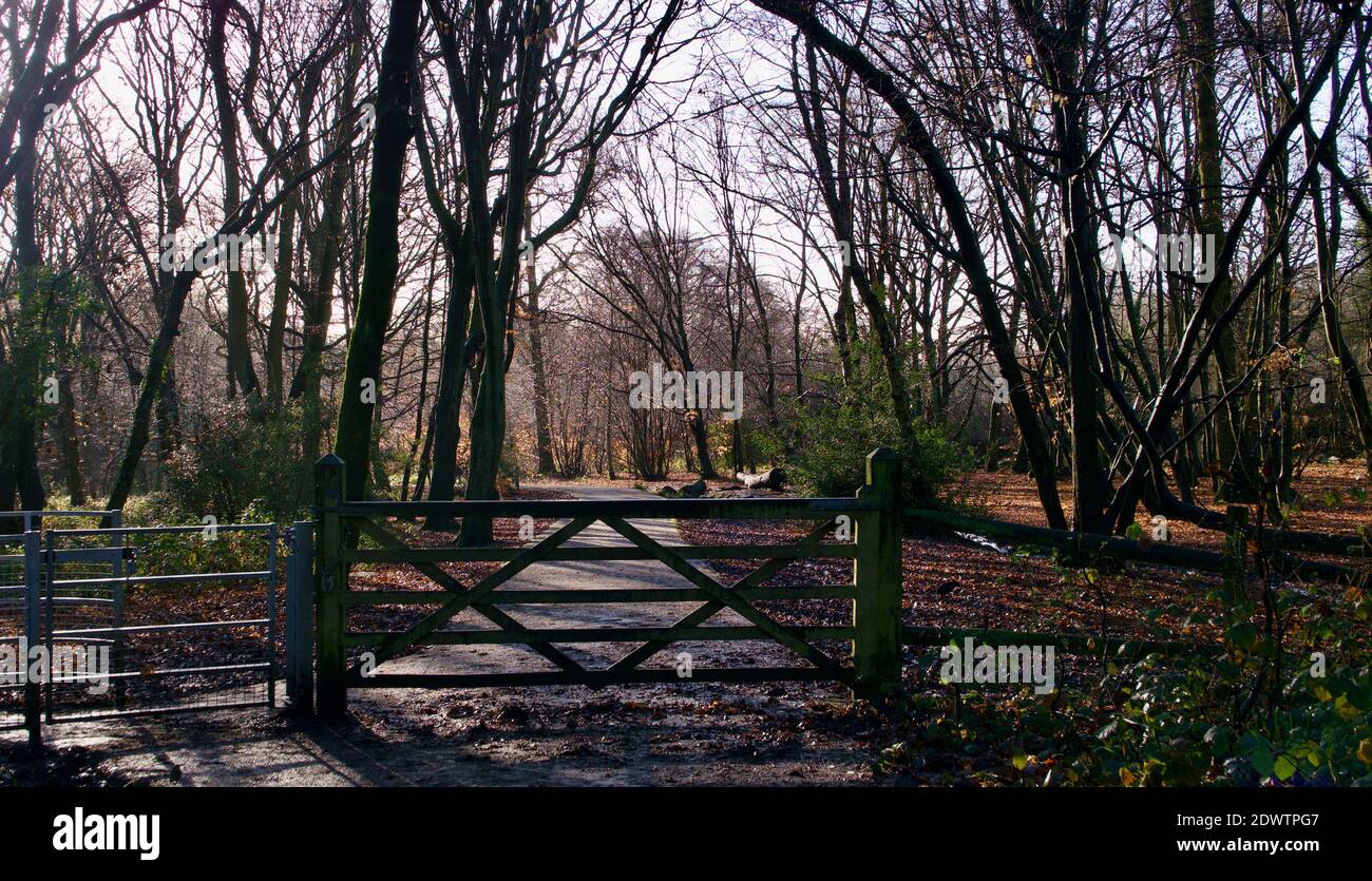 Inghilterra scenario boschivo autunnale che mostra alberi, cancello, percorso e barriera Foto Stock