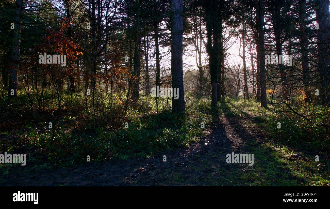 Autunno inverno bosco scena in Inghilterra con luce che splende attraverso alberi Foto Stock
