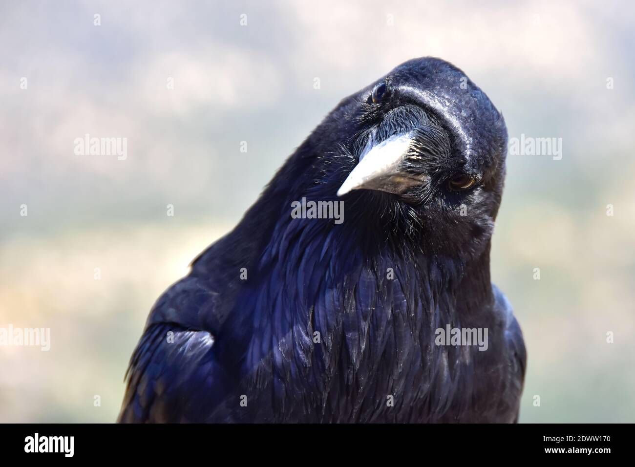 Ritratto di un Raven al Bryce Canyon National Park. Foto Stock