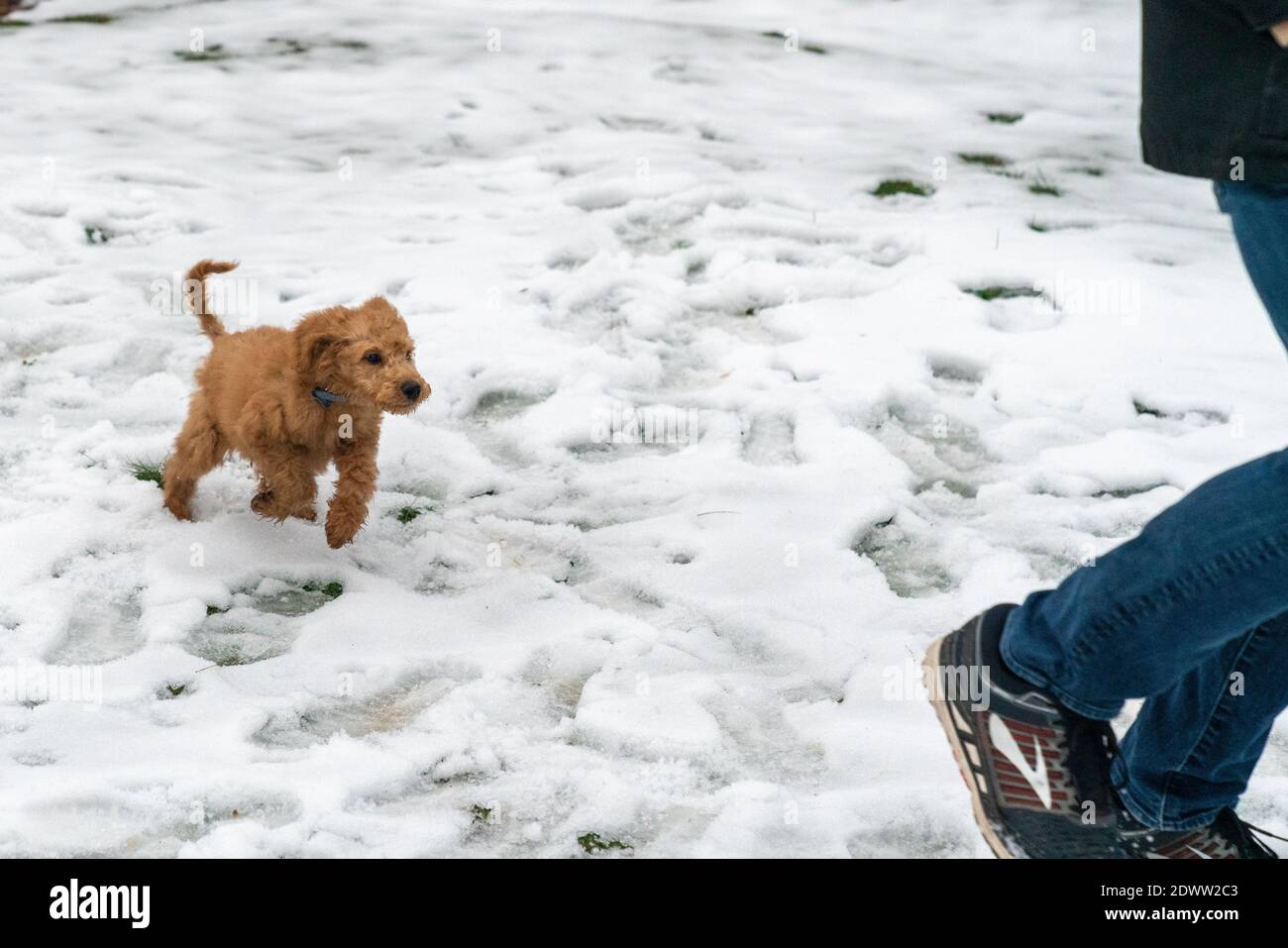 Il cucciolo Golden-Doodle di 12 settimane insegue un uomo nel neve Foto Stock