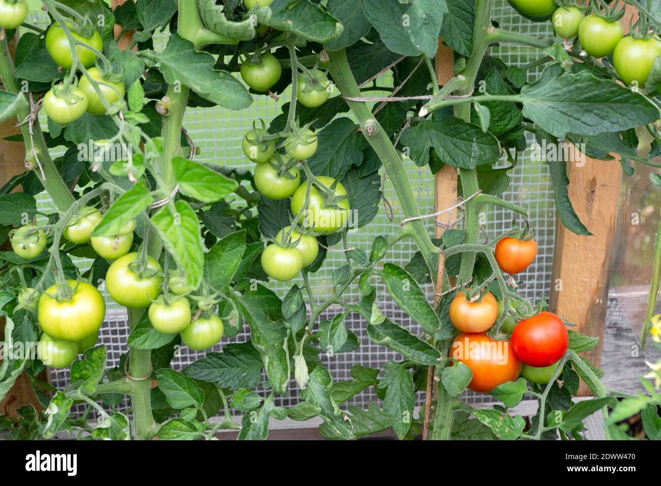 Reifende Tomaten, Paradeiser Foto Stock
