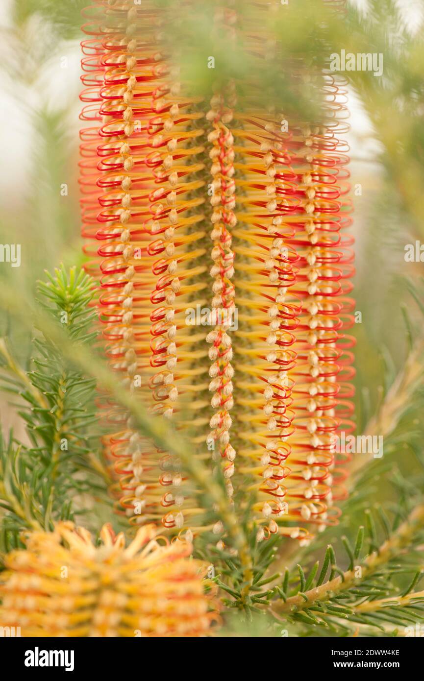 Banksia ericifolia, Banksia con foglie di calore, in fiore Foto Stock