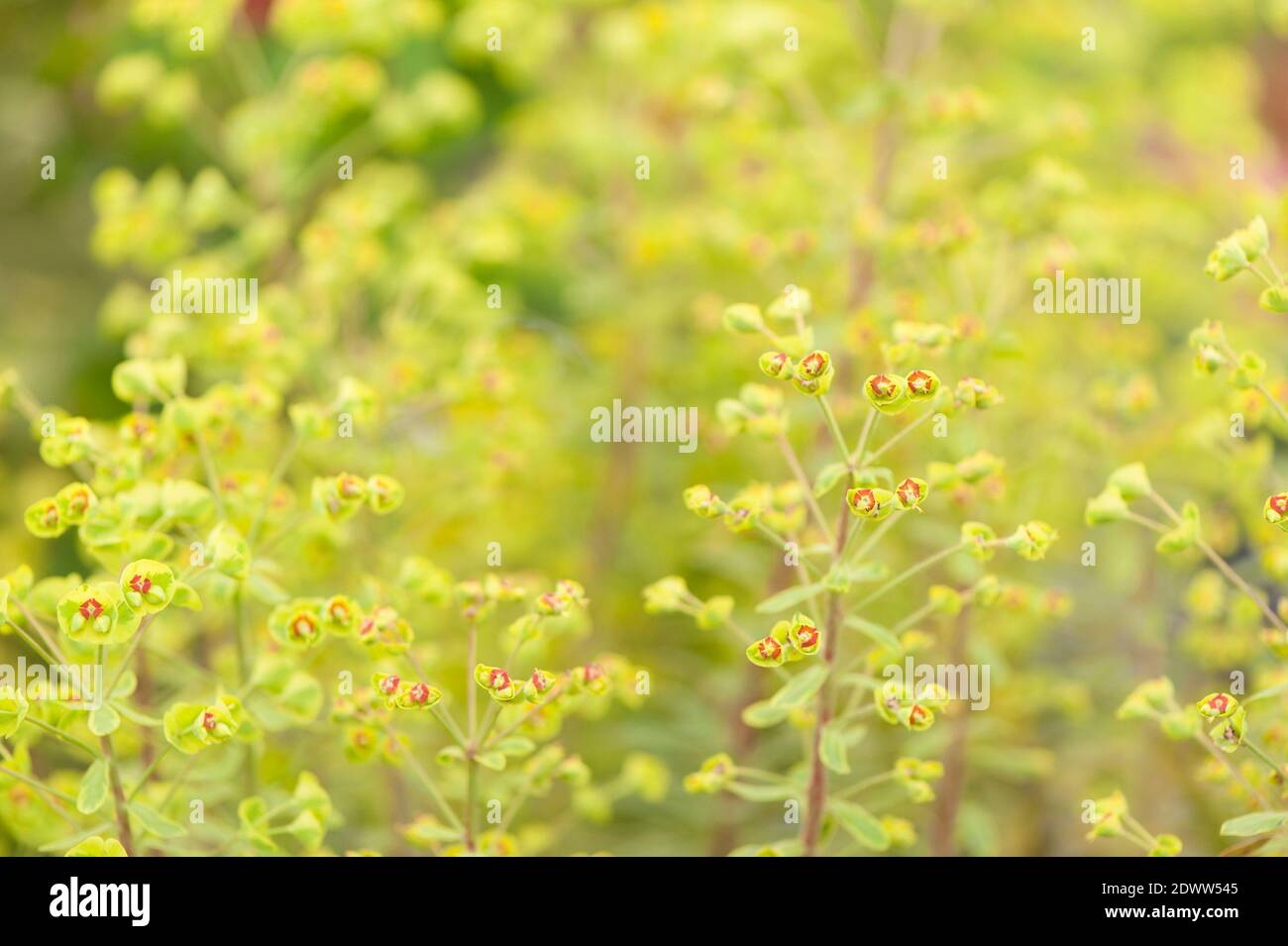 Euphorbia × martini 'Ascot Rainbow', lo sprite di Martin 'Ascot Rainbow' Foto Stock