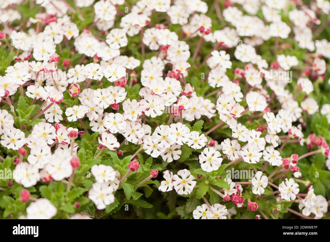 Zaluzianskya ovata, flox profumato di notte, in fiore Foto Stock