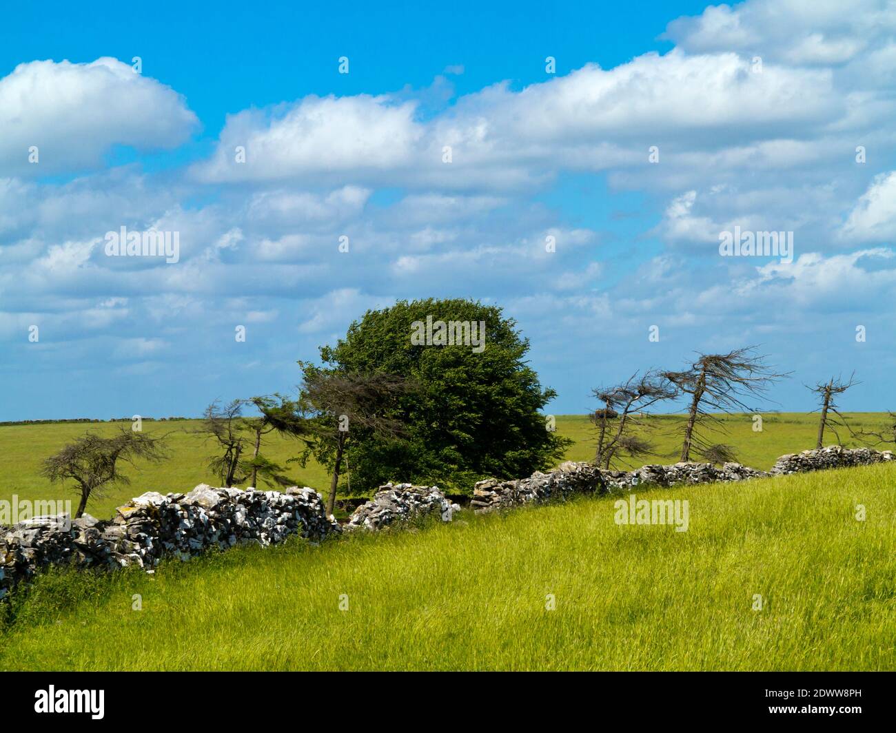 Muro di arenaria vicino a Minninglow e Parwich nel Peak District National Park Derbyshire Dales Inghilterra Regno Unito Foto Stock