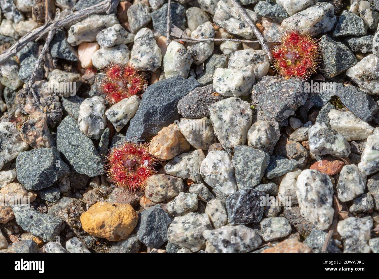 Le piccole rosette di Drosera platystigma, un pigmeo fiorito d'arancia Drosera nel Stirling Range Nationalpark, vista dall'alto Foto Stock