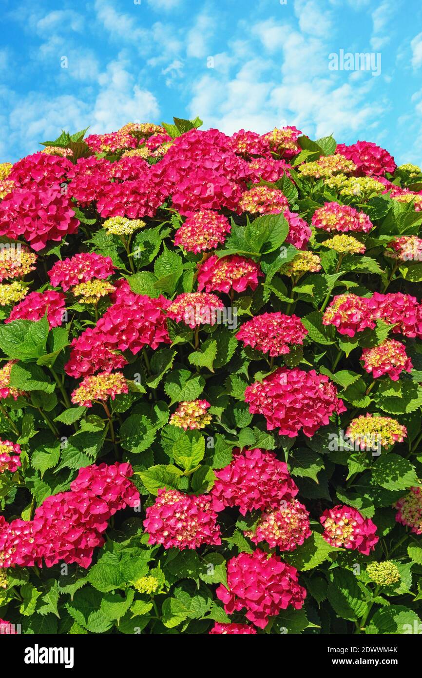 Bella fiori rossi di idrangea ( Hydrangea macrophylla ) contro il cielo blu Foto Stock