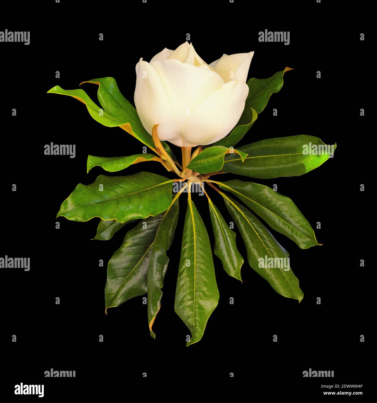 Fiore bianco di magnolia (Magnolia Meridionale, Magnolia grandiflora ) con foglie verdi. Isolato su nero Foto Stock