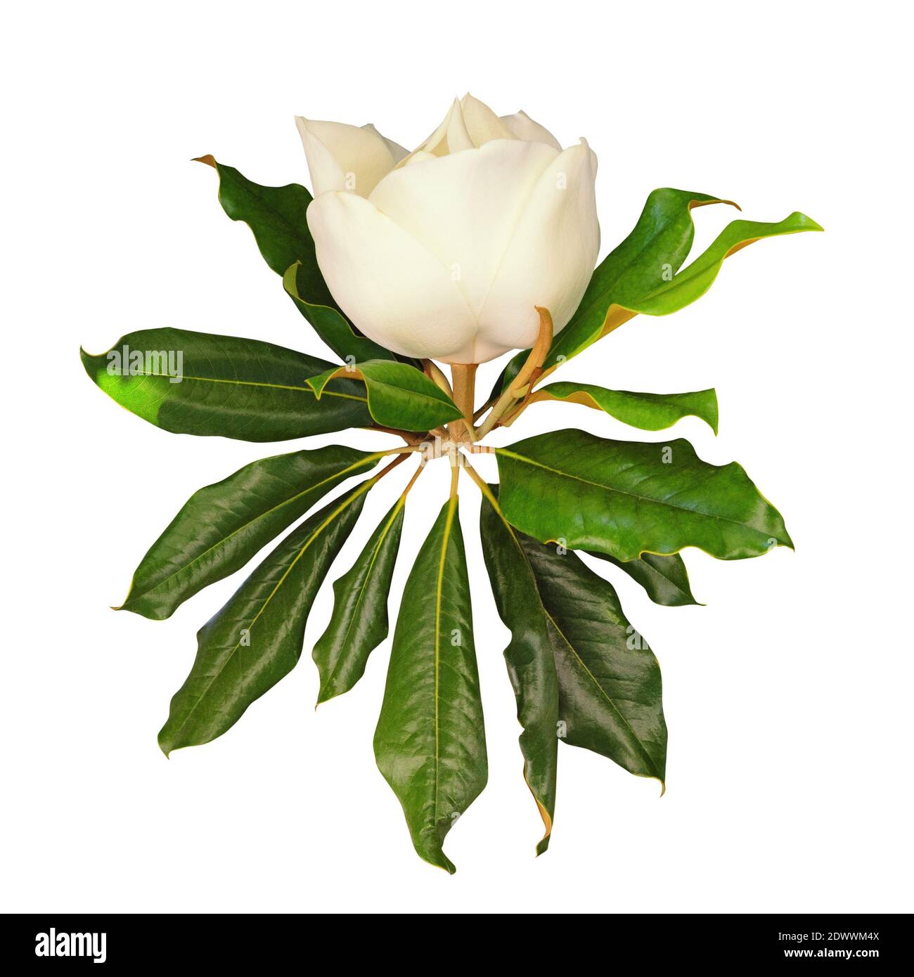 Fiore della Magnolia Meridionale con foglie. Isolato su sfondo bianco Foto Stock
