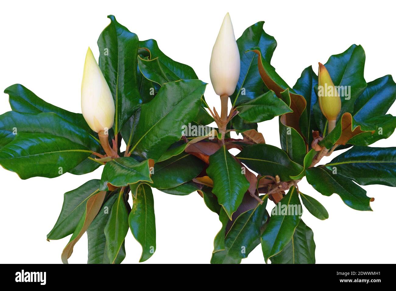 Ramo dell'albero della Magnolia Meridionale con foglie e tre gemme. Isolato su sfondo bianco Foto Stock