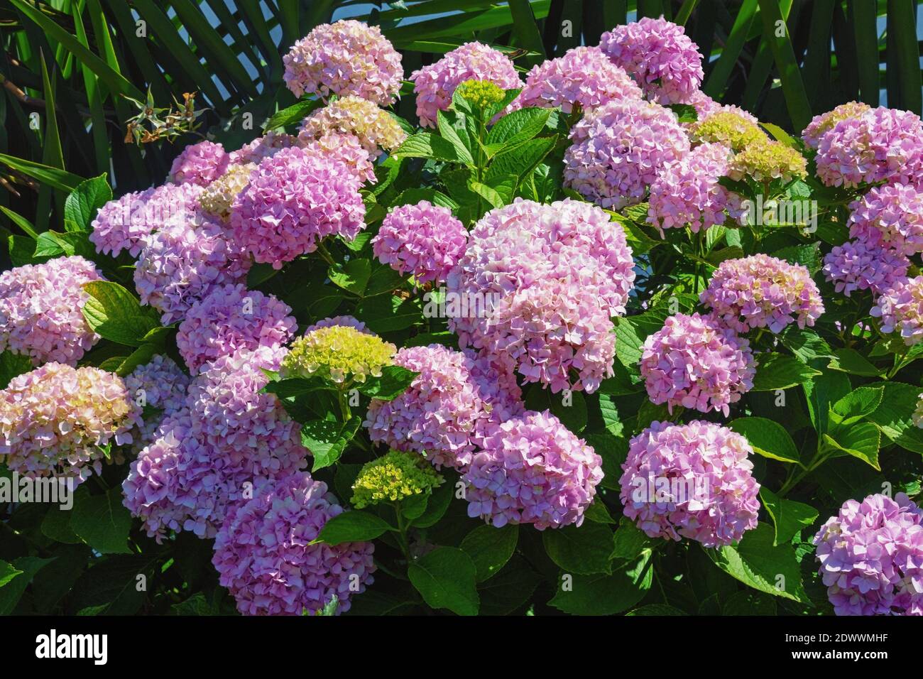 Bellissimi fiori di Hydrangea macrophylla in giardino in estate soleggiata giorno Foto Stock
