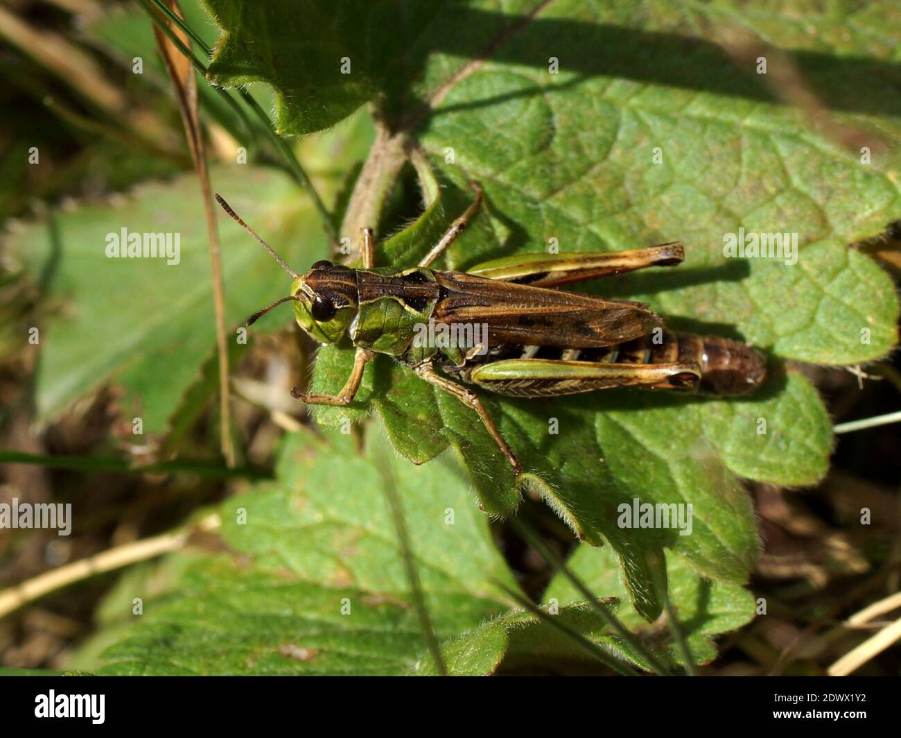 Gomphocerus sibiricus caucasicus, femmina, Acrididae, Gomphocerinae. Arkhyz, Monti del Caucaso, Grande Caucaso, Russia. Foto Stock
