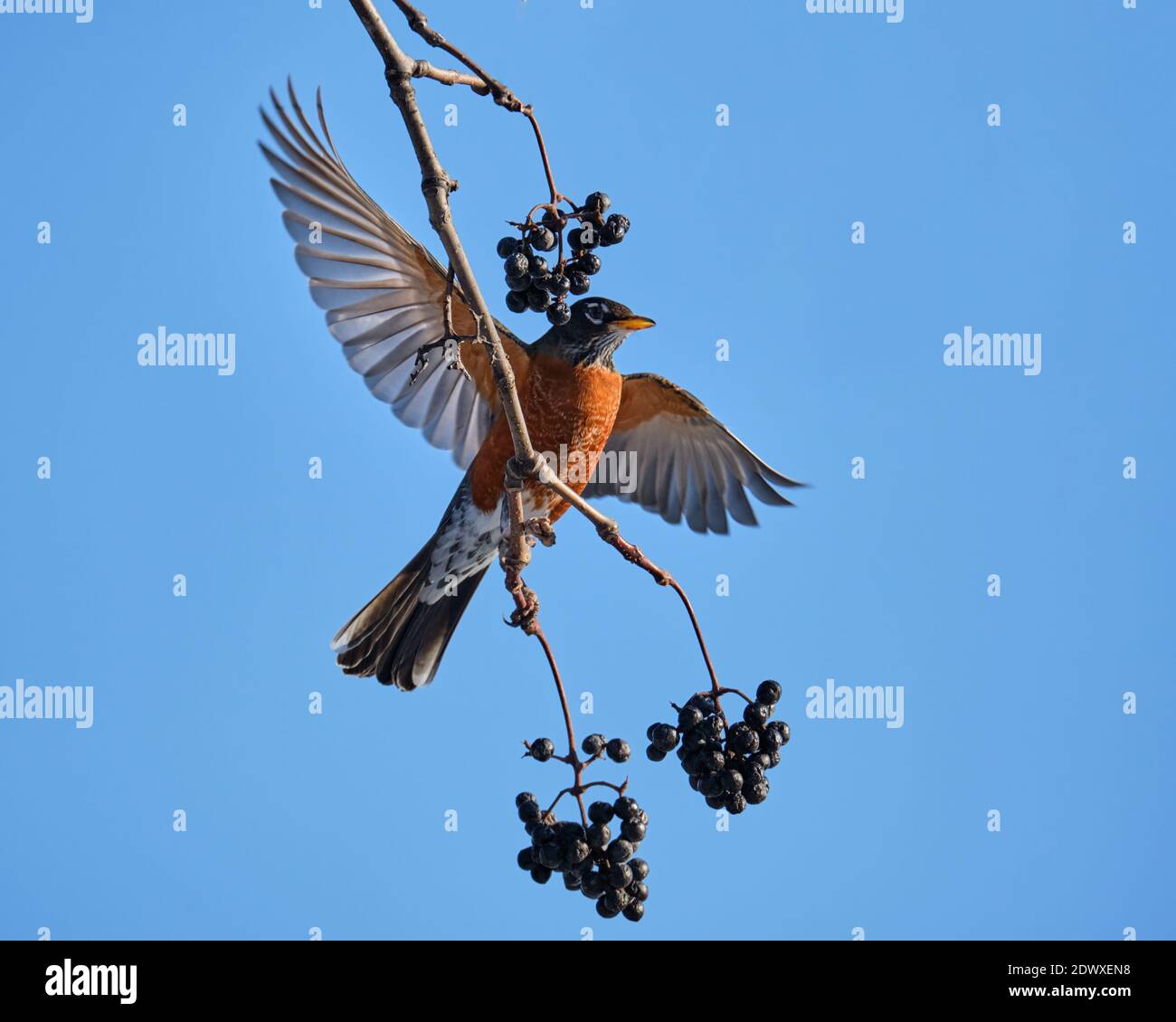 Un Robin americano, Turdus migratorius, che si nutre su un ramo di un albero di Cork Amur, con le ali aperte per mantenere l'equilibrio Foto Stock Un Robin americano, Turdus migratorius, che si nutre su un ramo di un albero di Cork Amur, con le ali aperte per mantenere l'equilibrio Foto Stock