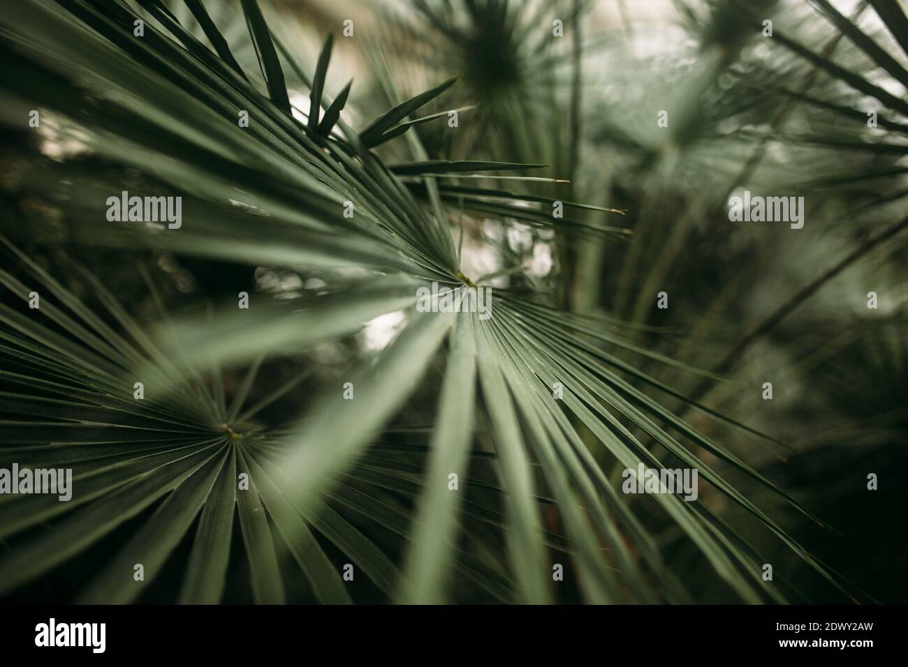 Foglie di palma verdi con effetto foto bokeh Foto Stock