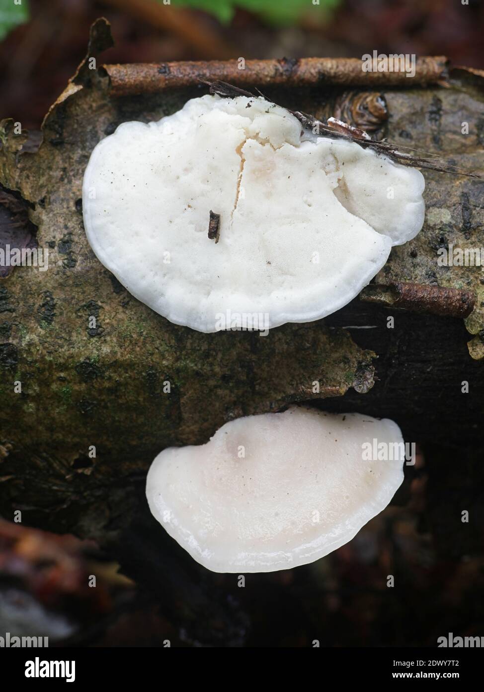 Tyromyces chioneus, noto come formaggio bianco polipo, staffa fungo dalla Finlandia Foto Stock