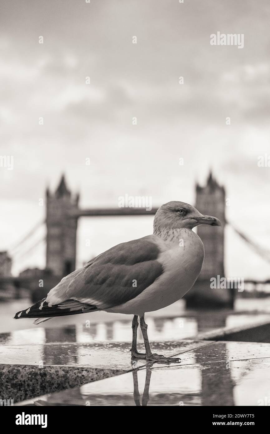 Londra, UK - Dicembre 2020 : gabbiano di fronte al Tower Bridge Foto Stock