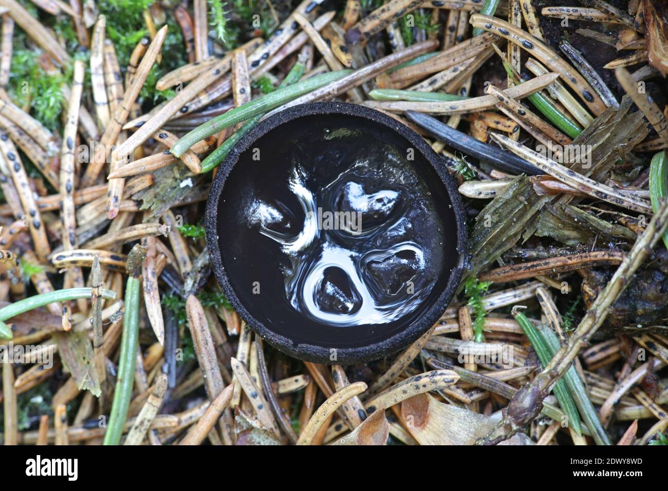 La nigrella Pseudoplectania, comunemente nota come coppa di ebano, la falsa  plectania nera, o la tazza nera pelosa, fungo selvatico dalla Finlandia  Foto stock - Alamy