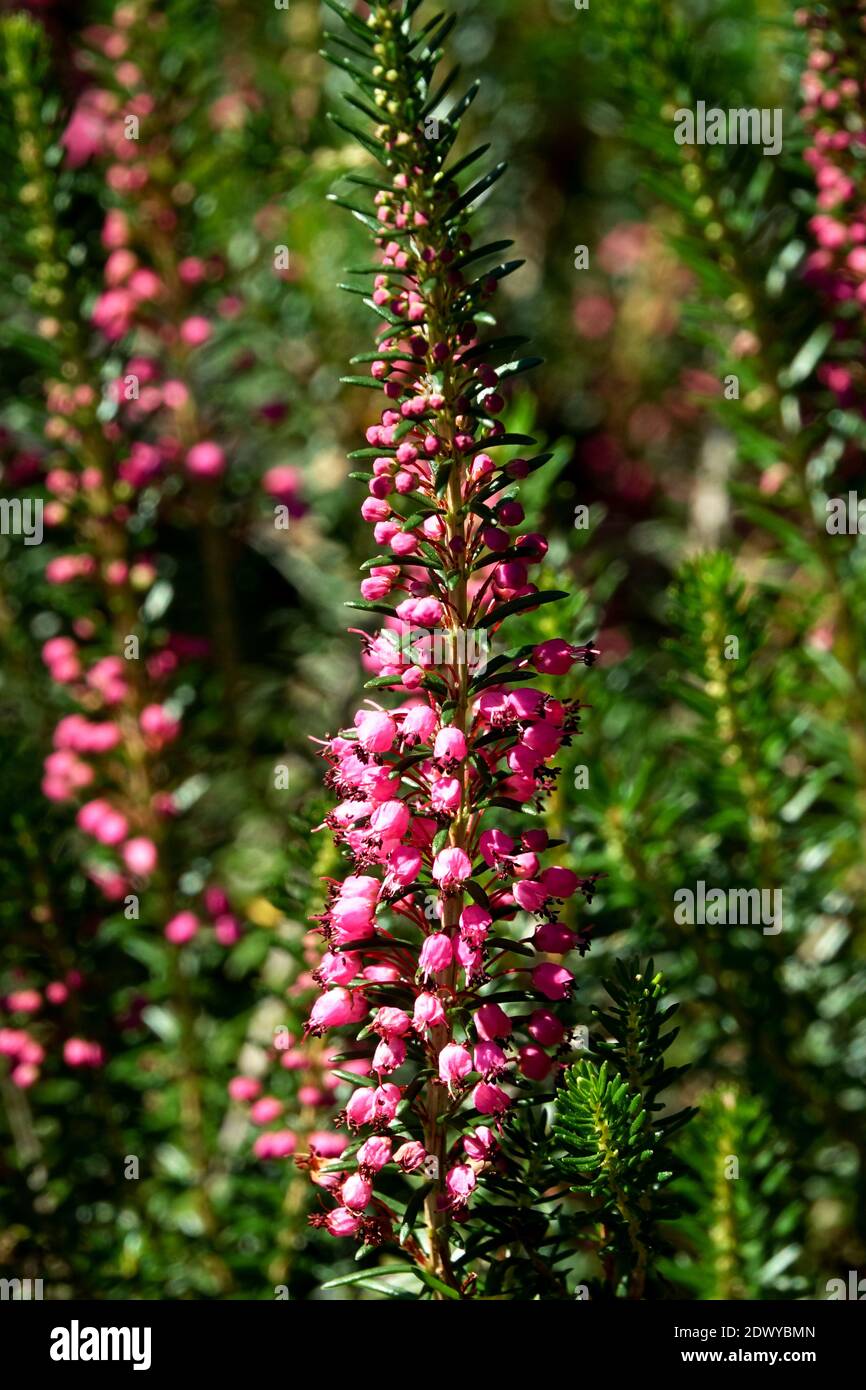 Cornish Heath Erica vagans 'Birch Glow' Foto Stock