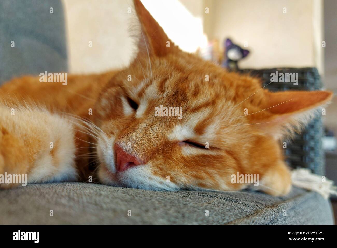 Primo piano di un gatto di zenzero assonnato Foto Stock
