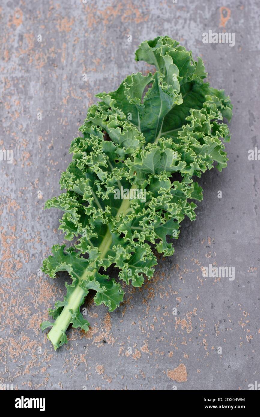 Brassica oleracea ‘Dverde verruca arricciato’. Disposizione di foglie di kale curly appena raccolte in casa. REGNO UNITO Foto Stock