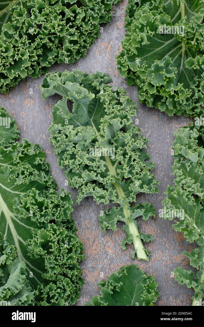Brassica oleracea ‘Dverde verruca arricciato’. Disposizione di foglie di kale curly appena raccolte in casa. REGNO UNITO Foto Stock