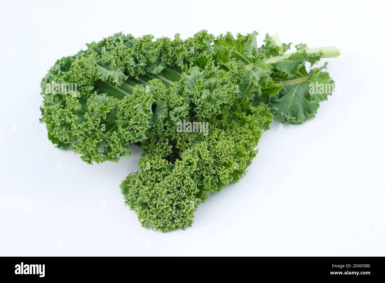 Brassica oleracea 'verde arcuato'. Foglie di kale ricci isolate su sfondo bianco, Regno Unito Foto Stock
