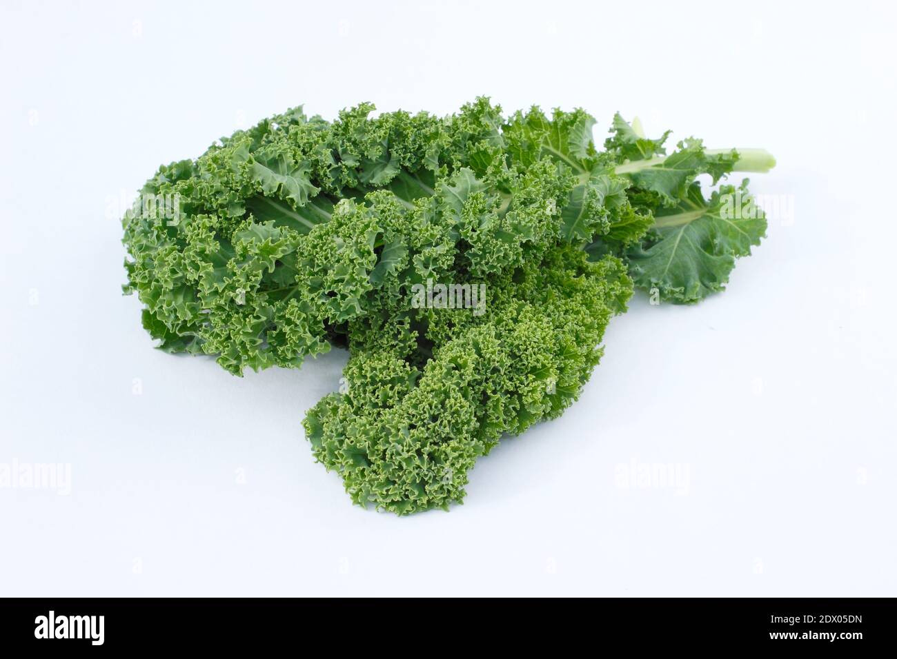 Brassica oleracea 'verde arcuato'. Foglie di kale ricci isolate su sfondo bianco, Regno Unito Foto Stock