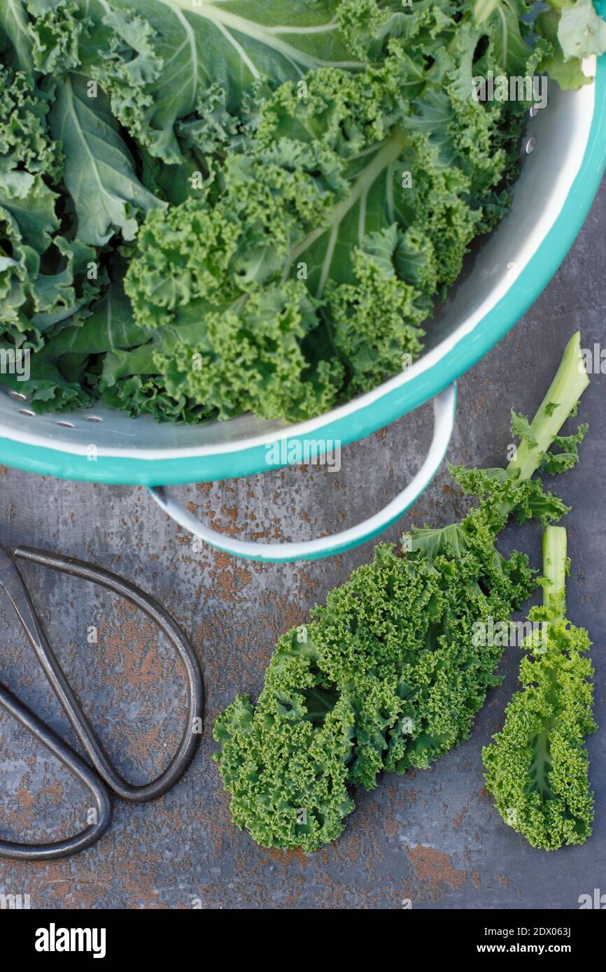Kale. Brassica oleracea ‘Verde nano arricciato’. Foglie di kale riccio di riccio appena raccolte in un colino. REGNO UNITO Foto Stock