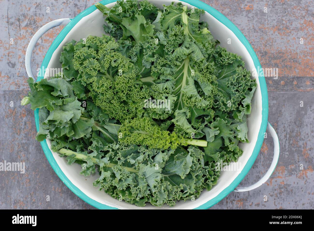 Kale. Brassica oleracea ‘Verde nano arricciato’. Foglie di kale riccio di riccio appena raccolte in un colino. REGNO UNITO Foto Stock