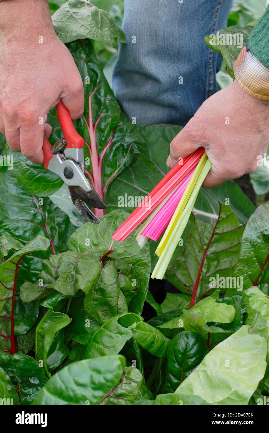 Beta vulgaris "Bright Lights". Coltivato a casa Rainbow Swiss chard che viene raccolto a mano in un terreno vegetale giardino posteriore in autunno. REGNO UNITO Foto Stock