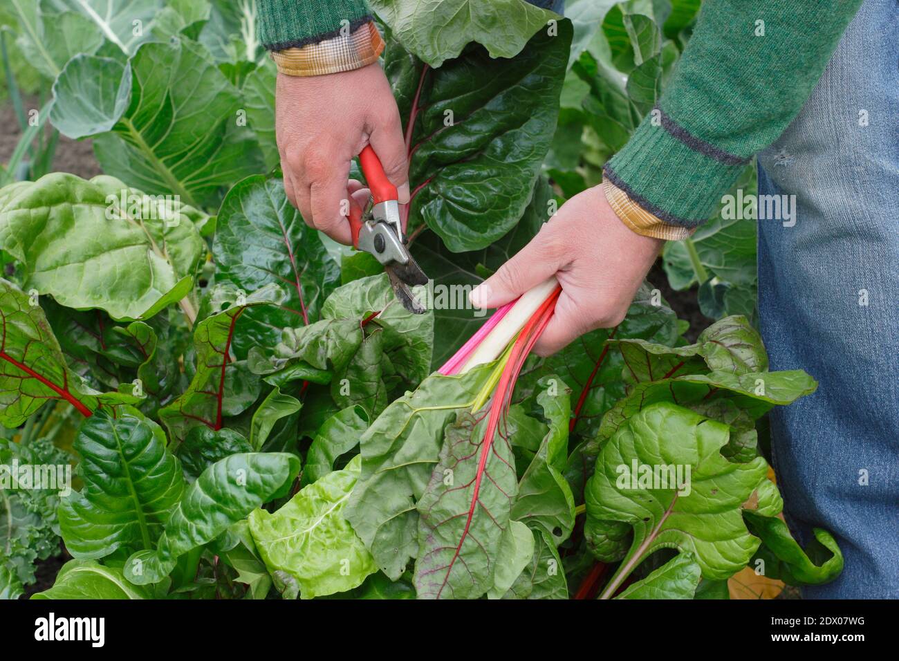 Beta vulgaris "Bright Lights". Coltivato a casa Rainbow Swiss chard che viene raccolto a mano in un terreno vegetale giardino posteriore in autunno. REGNO UNITO Foto Stock