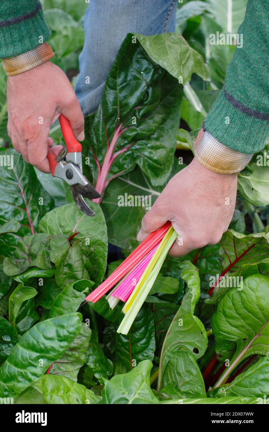Beta vulgaris "Bright Lights". Coltivato a casa Rainbow Swiss chard che viene raccolto a mano in un terreno vegetale giardino posteriore in autunno. REGNO UNITO Foto Stock