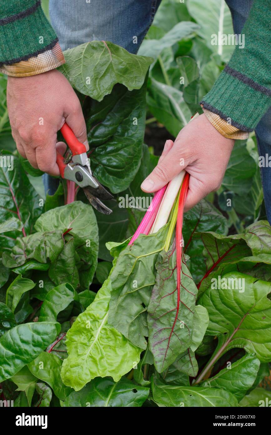 Beta vulgaris "Bright Lights". Coltivato a casa Rainbow Swiss chard che viene raccolto a mano in un terreno vegetale giardino posteriore in autunno. REGNO UNITO Foto Stock