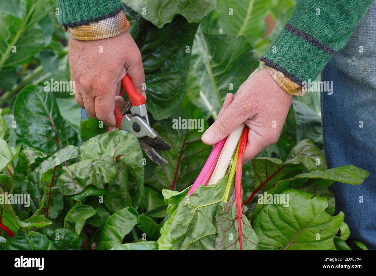 Beta vulgaris "Bright Lights". Coltivato a casa Rainbow Swiss chard che viene raccolto a mano in un terreno vegetale giardino posteriore in autunno. REGNO UNITO Foto Stock
